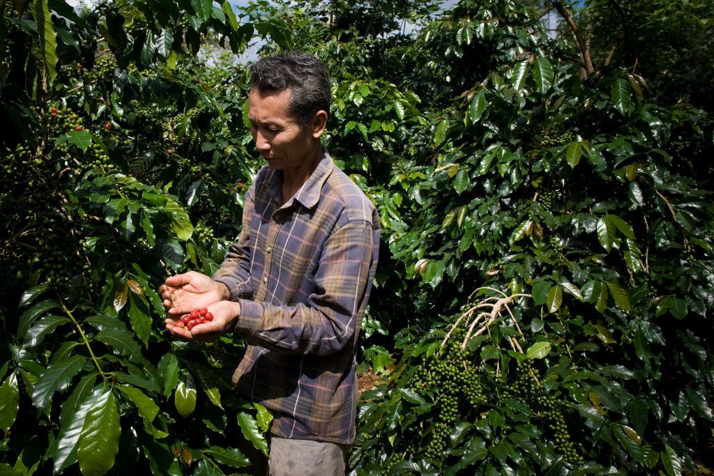 A coffee farmer in Pak Xong, southern Laos, at his coffee plantation near his house. Photo by Asian Development Bank on Flickr. Licensed under CC BY-NC-ND 2.0.